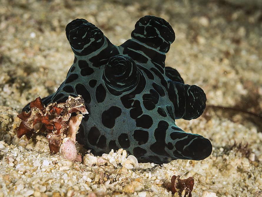 Coriocella nigra